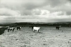 Brent: Galloway cattle on Dartmoor, West Devon