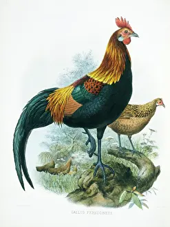 Giraud: Gallus gallus, red junglefowl