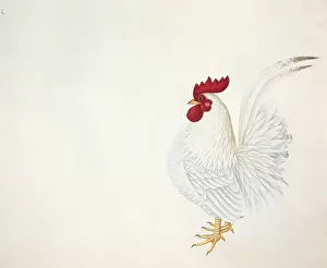 Mimosa: Gallus gallus, red junglefowl