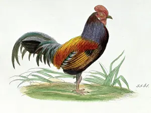 Gottlieb: Gallus gallus, red junglefowl