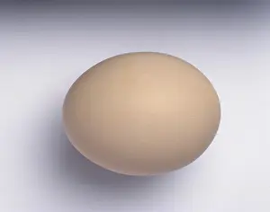 Gallus: Gallus gallus, red junglefowl egg
