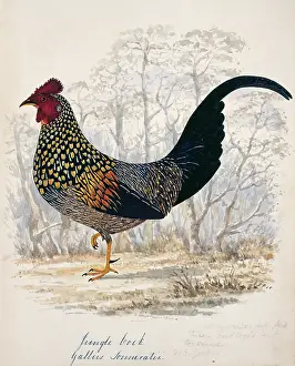 Bushby: Gallus sonneratii, grey junglefowl