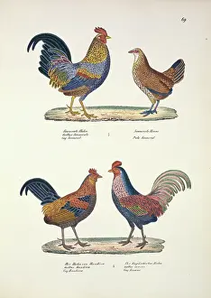 Elasmobranchii: Gallus sonneratii, grey junglefowl, G. gallus bankiva, red j