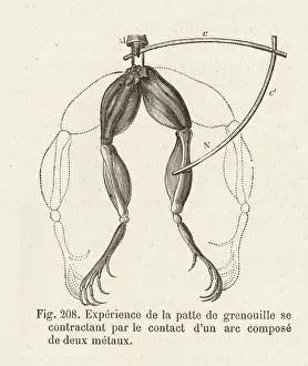 Galvani: GALVANI/FROG EXP. - 4