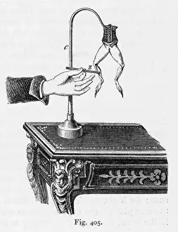 Galvani: Galvani Frog Experiment