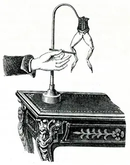 Galvani: Galvani Frog Experiment