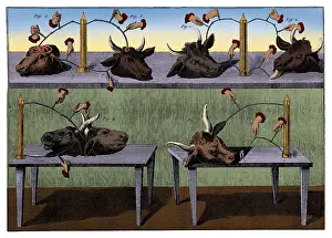 Contraction: Galvanism Experiments, 1804