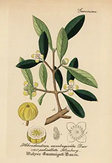 Morella: Gamboge, Garcinia morella