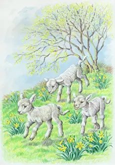 Gambolling: Three Gambolling Lambs with daffodils and tree