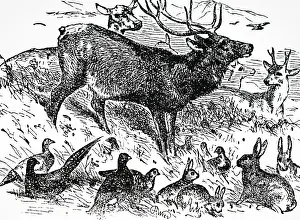 Rabbits: Game