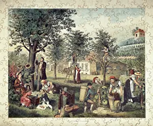 Jigsaw: game, jigsaw puzzle, Fruit harvest and vintage