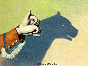 Outlines: games, shadow play, shadow of an bulldog, Germany