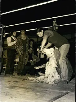 Shearing: Games - Video Games