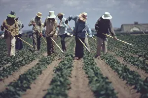 Hoes: Gang of farm workers weeding sugar beets ?