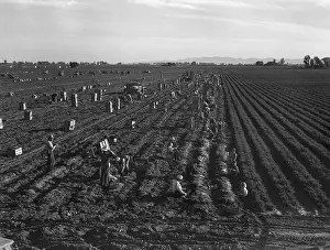 Surplus: Gang labor of Mexicans and white Americans ?