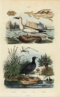 Fries: Gannet, coot, seaweed and wasp