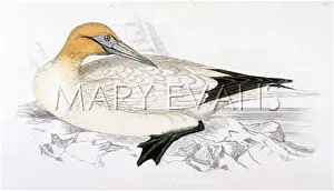 Bassana: GANNET (MORRIS)
