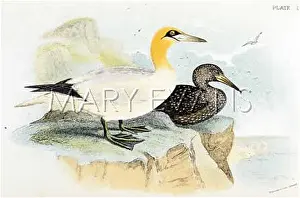 Bassana: GANNET (SHARPE)