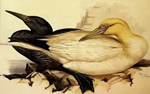 Prevents: Gannet, Sula bassana