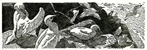 Gannets: Gannets and guillemots on the cliffs