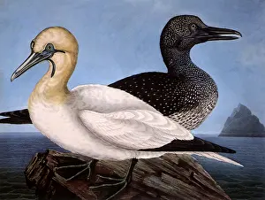 Reversed: Gannets on Rock