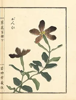 Yamada: Ganpi or catchfly, Lychnis species