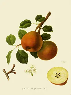 Pyrus: Gansel's Bergamotte Pears