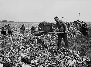 Subsequently: Garbage utilization in agriculture, 1933