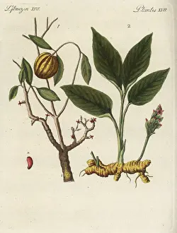 Bertuch: Garcinia cambogia and turmeric