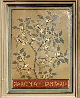 Fabidae: Garcinia hanburii, gamboge tree