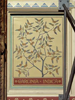 Fabidae: Garcinia indica, kokam tree