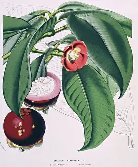Juicy: Garcinia mangostana, Mangosteen