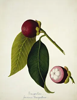 Malpighiales: Garcinia mangostana, mangosteen