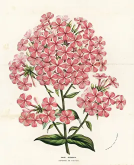 Phlox: Gardem phlox variety, Triomphe de Twickel, Phlox paniculata
