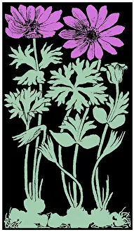 Midgley: Garden Anemone
