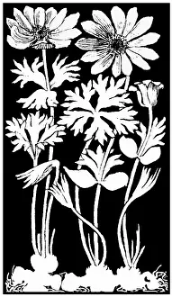 Midgley: Garden Anemone