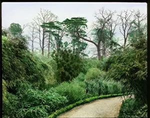 Bamboo: Garden with bamboo