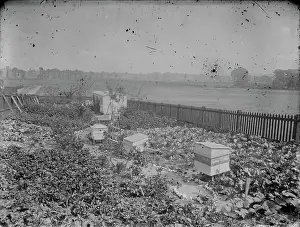 Beehives: Garden, with beehives