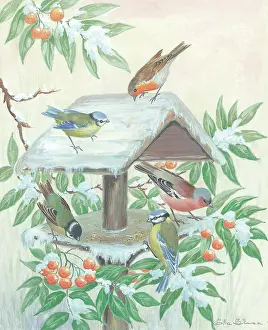 Feeder: Garden birds on bird feeder