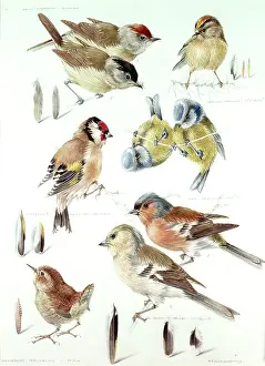 Bluetits: Garden Birds ' blackcap, goldcrest, etc