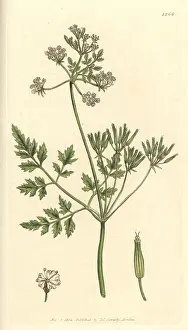 Chervil: Garden chervil, Anthriscus cerefolium