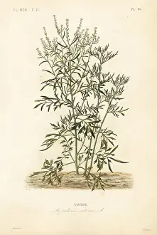 Lepidium: Garden cress, Lepidium sativum