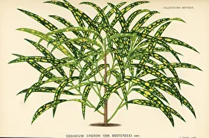 Croton: Garden croton, Codiaeum variegatum