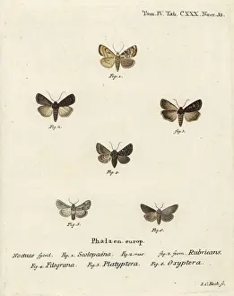 Augur: Garden dart and other moths