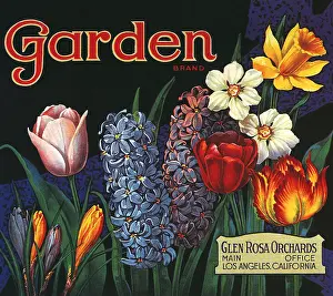 Hyacinths: Many Garden Flowers