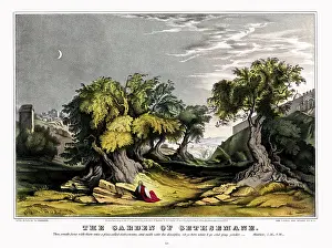 Orchard: The garden of Gethsemane