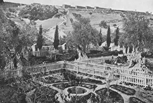 Gethsemane: Garden of Gethsemane, Jerusalem, Holy Land