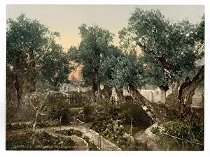 Gethsemane: Garden of Gethsemane, Jerusalem, Holy Land