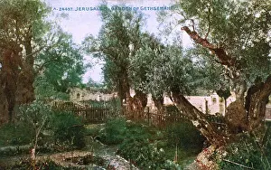 Gethsemane: The Garden of Gethsemane - Jerusalem, Israel