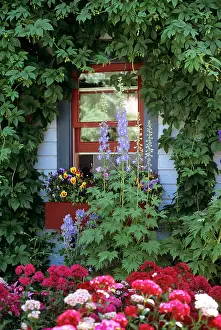Mat002: Garden beside house with pansies in